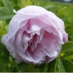 Dagmar Hastrup, pastelll-rosa Blüte, max. 100 cm groß, 50 cm breit werdend.